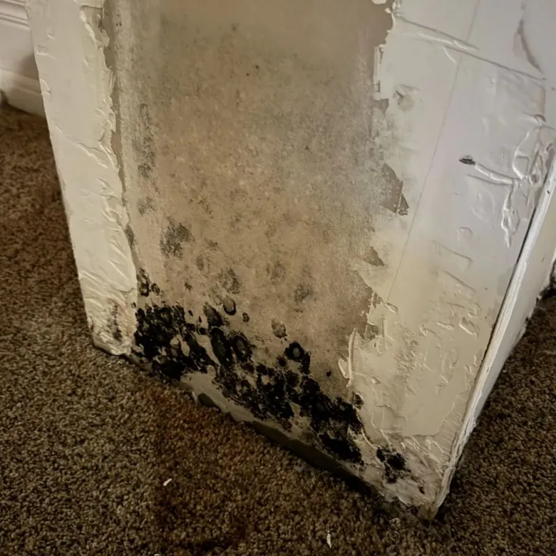 Professional Mold Removal in Madison County, NY